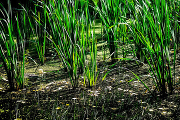 Obraz premium green reeds in the swamp