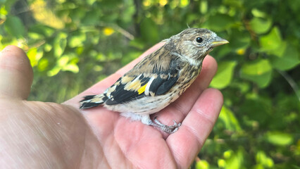 Detailed view of a rescued baby goldfinch sitting safely on a person's palm © drakuliren