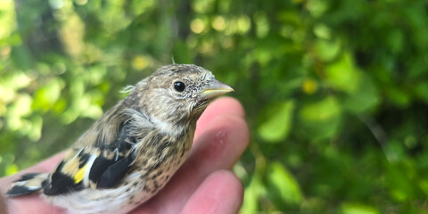 Extreme close-up of a tiny fledgling goldfinch looking at the camera while sitting on a hand © drakuliren