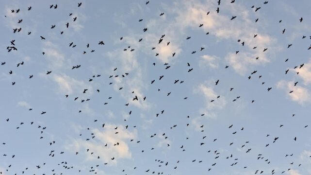 Countless blackbirds dance and migrate through the soft evening clouds in a vast sky while the sun begins to set creating a beautiful pattern of flight in the calm air during this peaceful season