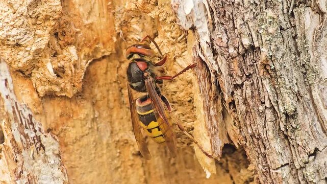 Extreme macro view of a large European hornet gathering wood fibers