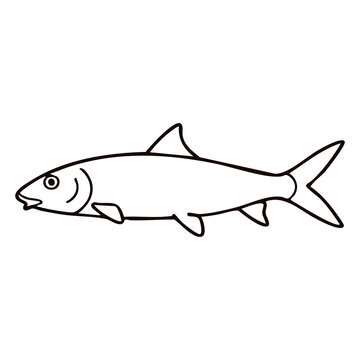 Tarpon Line Art - Coastal Saltwater Game Fish Vector Illustration for Fly Fishing Club Emblems, Angling Charters, and Restaurant Branding
