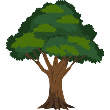 Tree Illustration