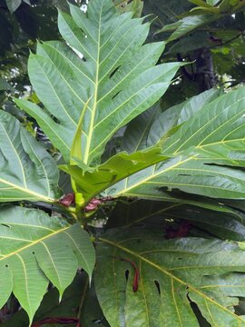 Close-up of large green breadfruit tree leaves with prominent veins and lobes.