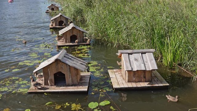 Wild mallard ducks swimming and resting on several floating wooden houses in a serene pond on a sunny day. The tranquil scene showcases waterfowl in their natural habitat near a reedy shore