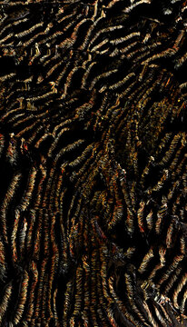 Wild cat fur close-up with detailed Black and orange stripes