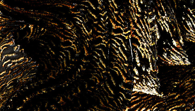 Close-up abstract Black and gold textured metallic surface