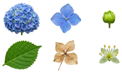 Obraz premium Collection of hydrangea flower parts including blue blossom, green bud, lush inflorescence, serrated leaf, dried petal and tiny stamen