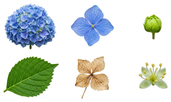 Collection of hydrangea flower parts including blue blossom, green bud, lush inflorescence, serrated leaf, dried petal and tiny stamen