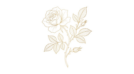 Obraz premium Elegant handdrawn rose branch illustration with leaves and buds, delicate botanical line art drawing in gold ink style, sophisticated floral design element