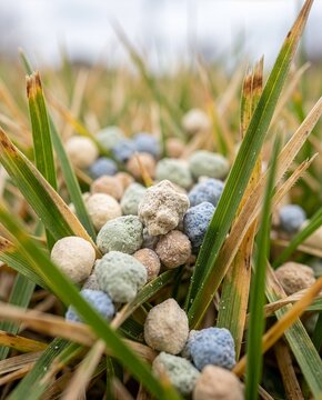 Colorful granular fertilizer pellets scattered on autumn grass close-up, blue green and beige mineral granules among green and dry blades, concept of lawn feeding and fall garden care.