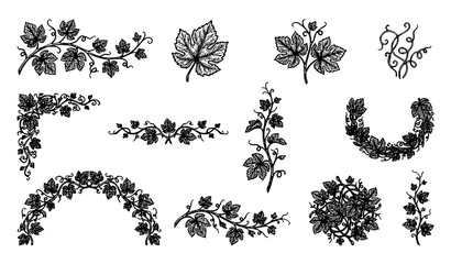 Obraz premium Vintage grapevine leaf botanical ornaments tendrils and natural border vector set