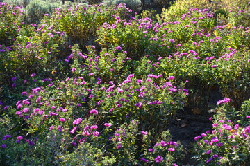 Obraz premium Magenta colored flowers of Michaelmas daisies in October