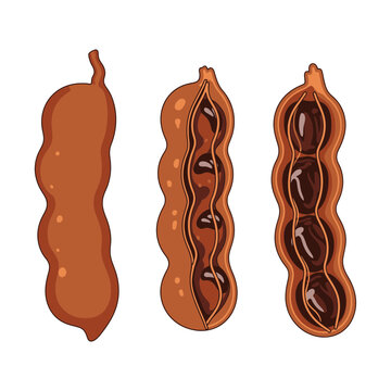 Illustrated tamarind fruit stages showing whole exterior and cross sectioned interior views with displays trio tamarind fruits flat illustration
