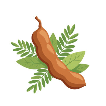Illustrated tamarind pod with green leaves and branches in flat design style with flat illustration style soft gradients natural lighting delicate branches rendered