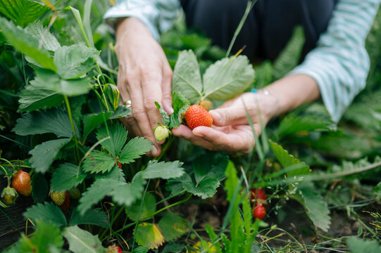 Woman picks a ripe strawberry in the vegetable garden