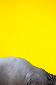 Close up of hairless Sphynx cat skin on yellow background