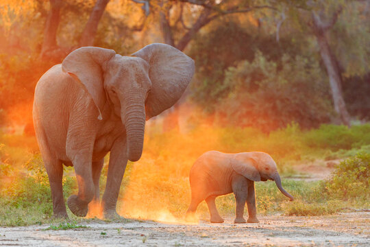 Africa, Zimbabwe, Mana Pools National Park, cow elephant with baby elephant