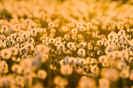 Germany, Bavaria, Dandelion clocks