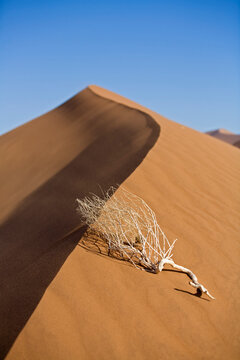 Africa, Namibia, Dead branch on sand dune, close-up