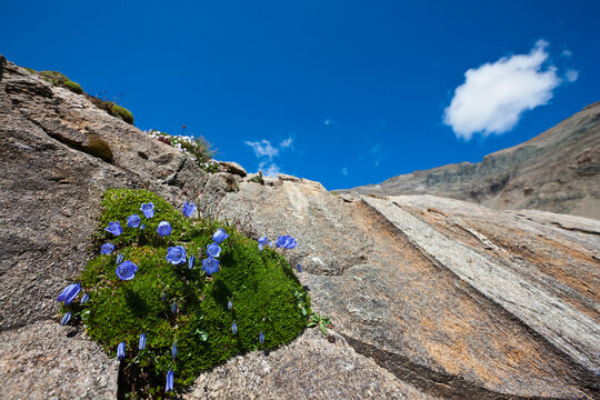 Austria, Scheuchzers Bellflower (Campanula scheuchzeri), flowering plant
