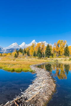 USA, Wyoming, Grand Teton National Park, Snake River with beaver dam and Teton Range in the background