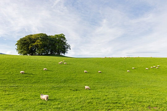 UK, Scotland, Highland, flock of sheep grazing on meadow