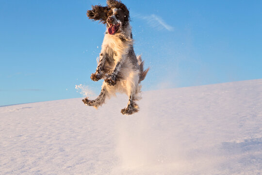 Germany, Bavaria, English Springer Spaniel playing in snow