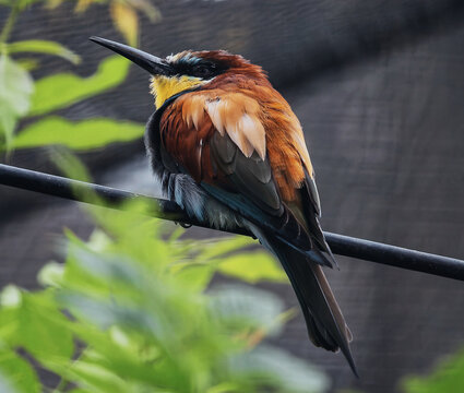 
Photograph of a colorful, puffed-up Merops, also known as a bee-eater.