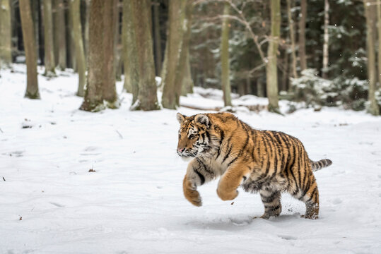Young Siberian tiger hunting in snow