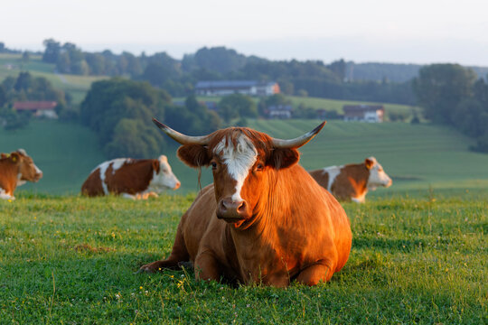 Germany, Bavaria, cow lying on meadow near Greimharting