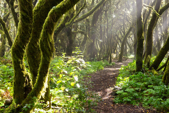 Spain, Canary Islands, La Gomera, Cloud forest, Laurel forest, path