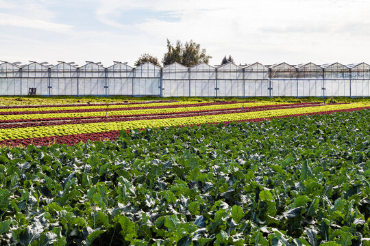 Germany, Constance district, Reichenau Island, greenhouses and vegetable cultivation