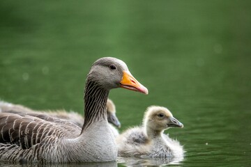 Adult Goose Swimming With Two Young Goslings © Oskar