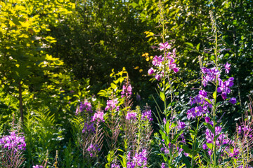 Obraz premium Purple fireweed flowers blooming against a deep green forest backdrop. Tall stalks and bright sunlight create a stunning wildflower meadow scene. Ideal for landscape design.