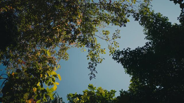 Looking up through green trees at blue sky in Koh Phangan