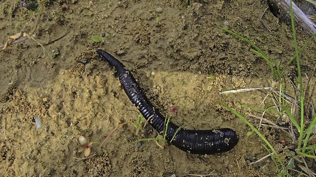 Close macro shot of a leech crawling through damp soil surrounded by vegetation with clearly visible segmented anatomy