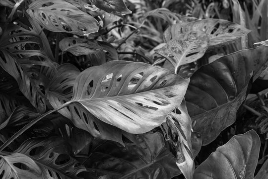 Swiss cheese plant or Adanson's monstera (Monstera adansonii) plant greenery leaves from family Araceae background in black and white