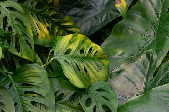 Swiss cheese plant or Adanson's monstera (Monstera adansonii) plant greenery leaves from family Araceae background