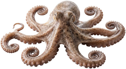 Brown octopus with tentacles on black background © Iswatun