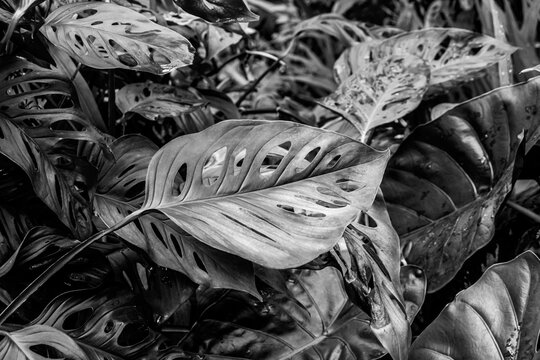 Swiss cheese plant or Adanson's monstera (Monstera adansonii) plant greenery leaves from family Araceae background in black and white