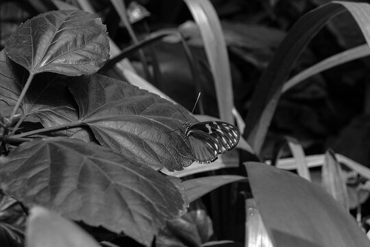 Tiger Longwing (Heliconius ismenius) butterfly sitting on leaves in black and white