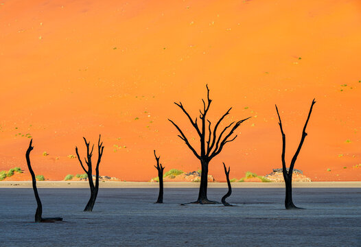 Dead Camel Thorn Trees Against Orange Sand Dune in Deadvlei Namibia
