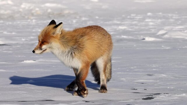 View of a red fox standing on the vast, snow-covered ice of Lake Baikal in the winter landscape of Khuzhir, Irkutsk Oblast, Russia.