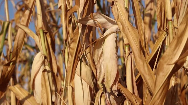 Close-up of dried corn in a corn field before harvest. Dry corn cob on a stalk in a field in autumn. Texture of dry corn leaves close-up. Grain or fodder corn. Ripe fodder corn in a field in autumn
