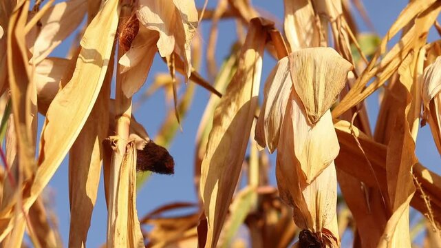 Ripe fodder corn in a field in autumn. Close-up of ripe dry corn in a field in autumn. Sun-dried corn cobs on a plant during autumn field work. Concept of agriculture, growing grain crops