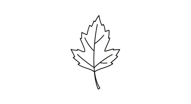 Simple outline drawing of a single autumn maple leaf on a white background, vector illustration