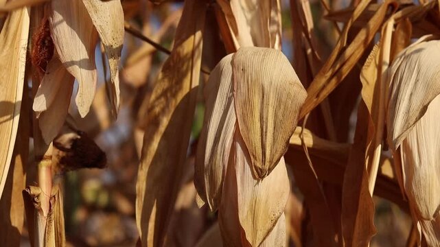 Ripe fodder corn in a field in autumn. Close-up of ripe dry corn in a field in autumn. Sun-dried corn cobs on a plant during autumn field work. Concept of agriculture, growing grain crops
