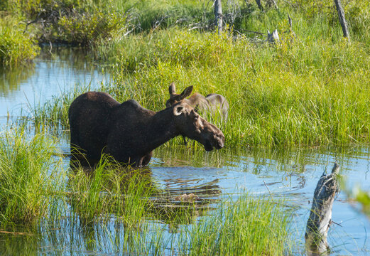 Moose