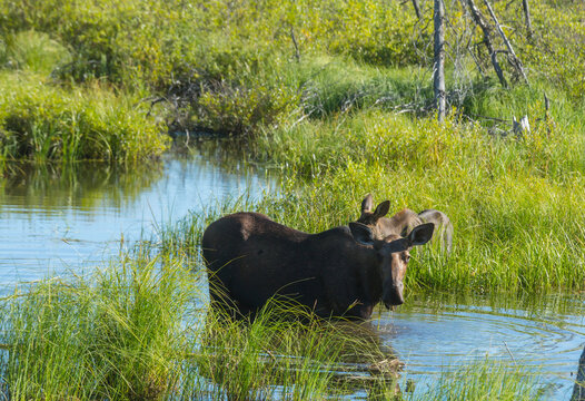 Moose